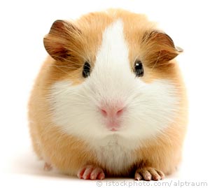 Guinea_pig Guinea_pig